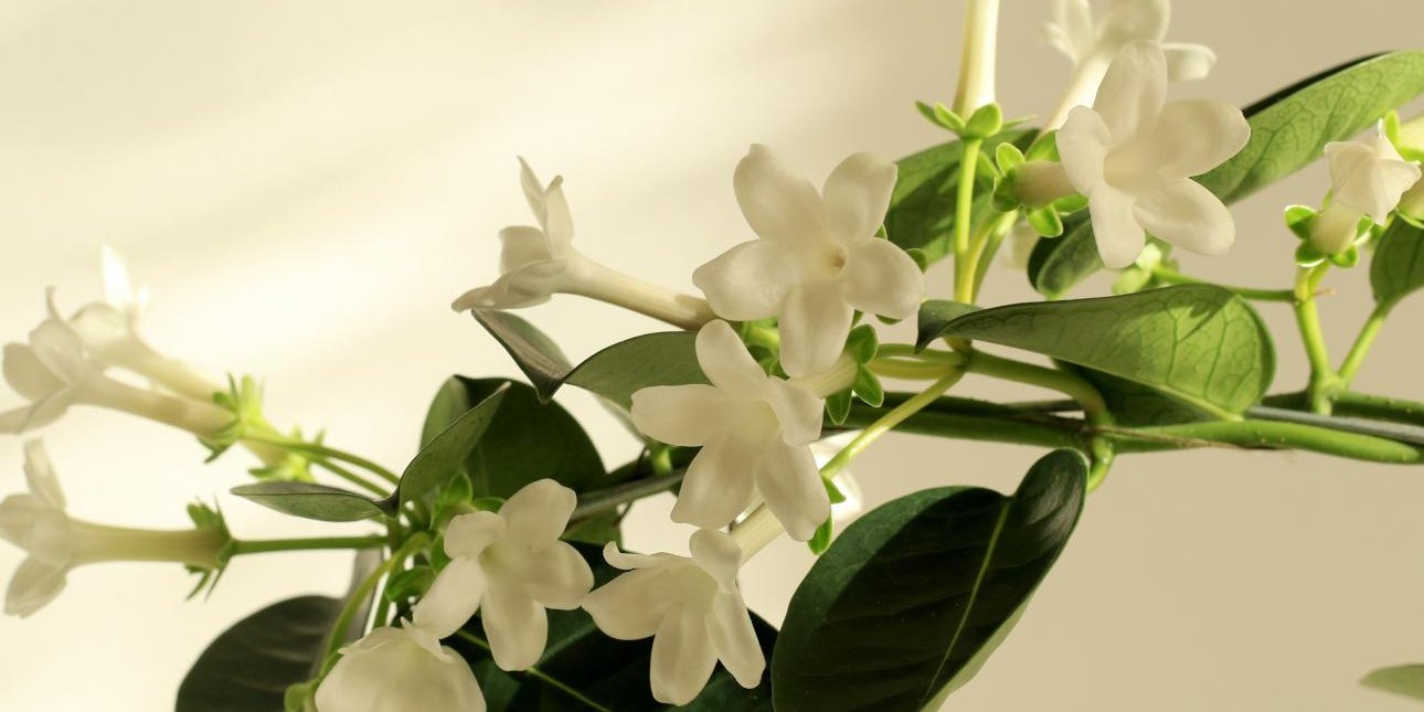 Άρωμα φρεσκάδας στο μπαλκόνι: Το κομψό φυτό που μεταμορφώνει κάθε χώρο εύκολα και γρήγορα