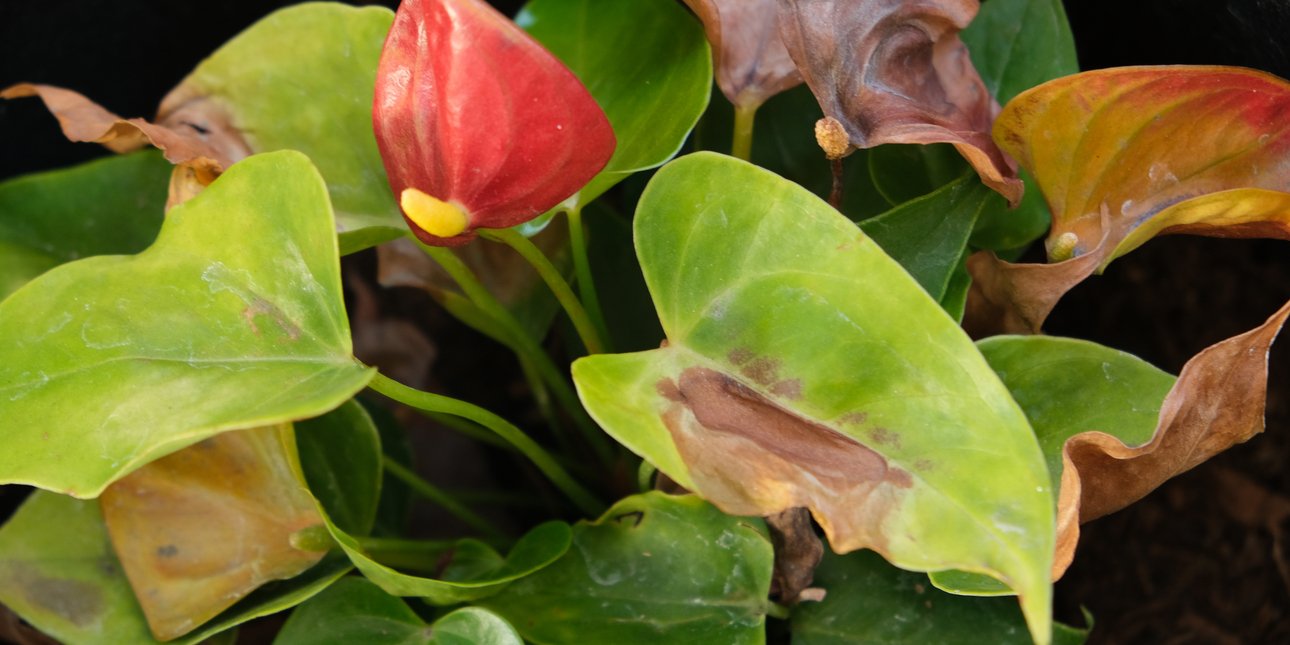 Γιατί τα φύλλα στα φυτά μας γίνονται καφέ; Οι πιο συνηθισμένες αιτίες που πρέπει να γνωρίζετε