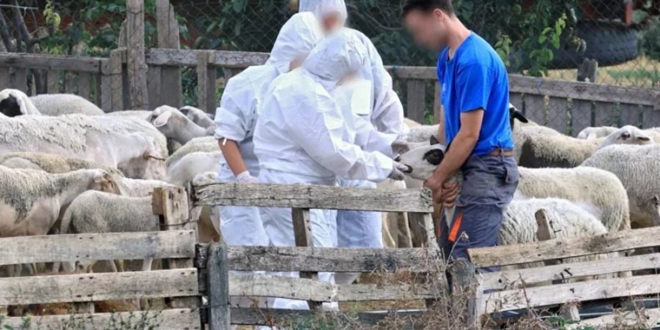 Λέσβος -Αφθώδης πυρετός: Εκδόθηκε σε ΦΕΚ η Πράξη Νομοθετικού Περιεχομένου για στήριξη αγροτών και επιχειρήσεων