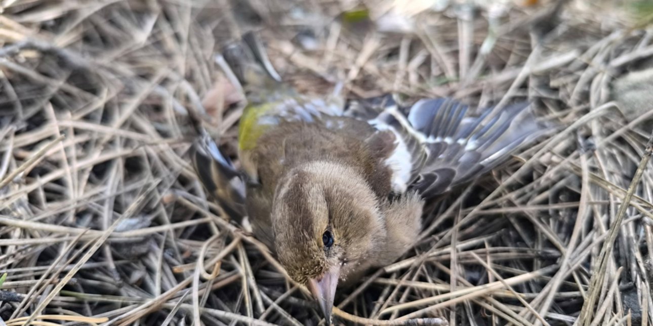 Ποιοι σκοτώνουν την πανίδα στον Γράμμο και την Δαδιά του Έβρου