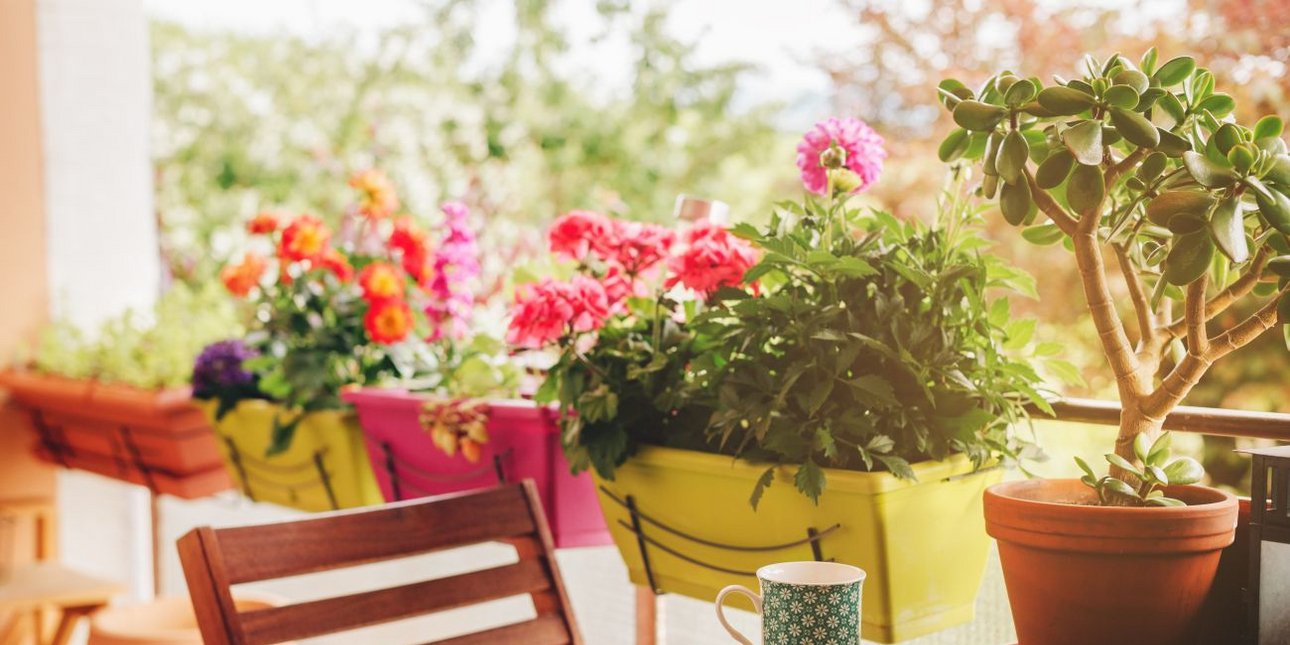 Αυτά είναι τα πέντε φυτά του Απριλίου που θα γεμίσουν με χρώμα τον κήπο και το μπαλκόνι