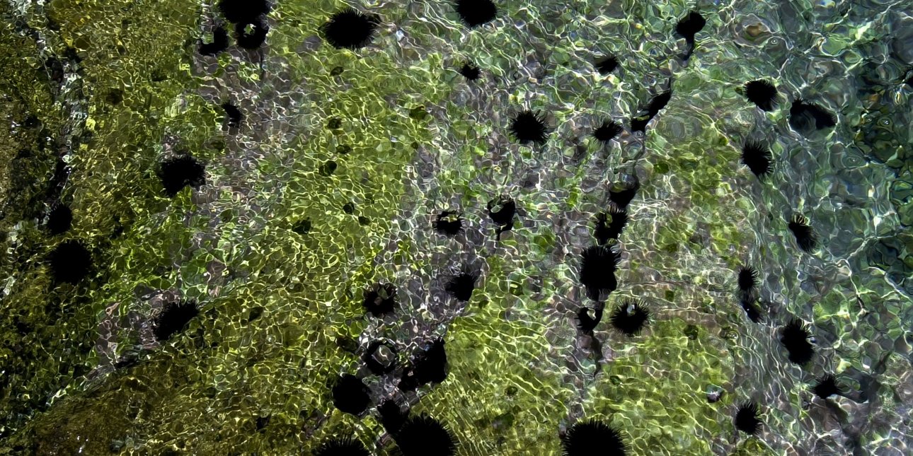 Αλεξανδρούπολη: Πέντε συλλήψεις για παράνομη αλιεία 16.000 αχινών