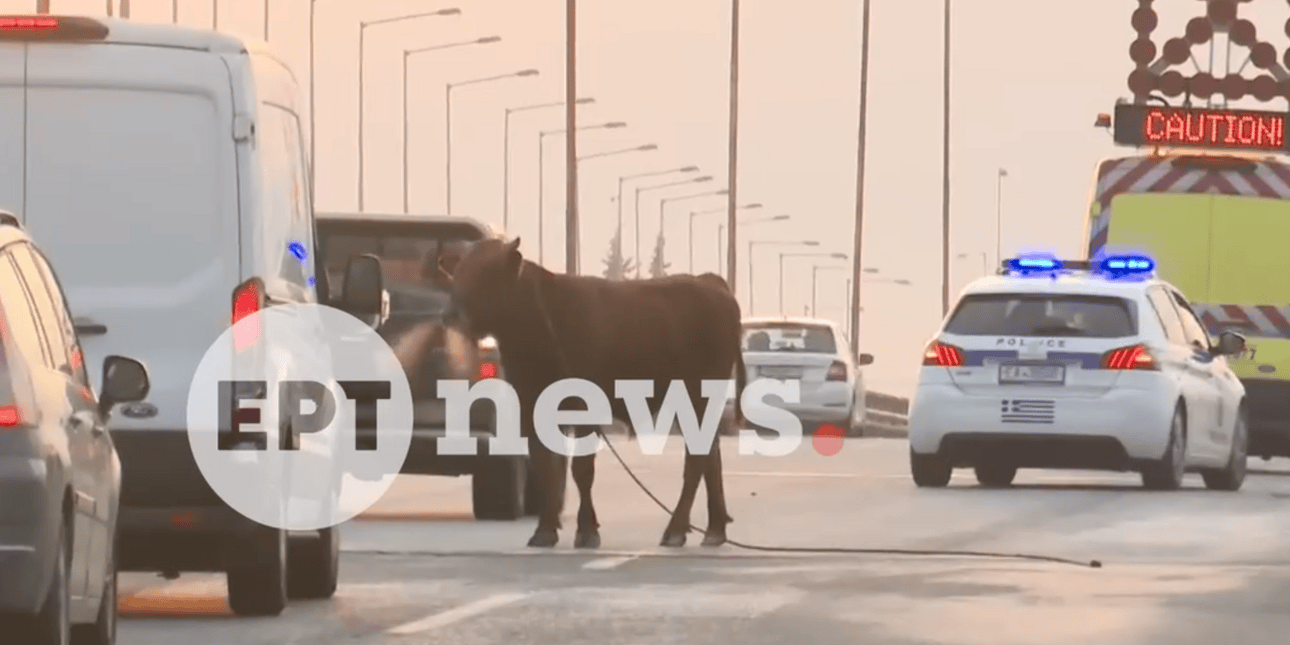 Θεσσαλονίκη: Αγελάδα μπήκε στην Εθνική οδό και προκάλεσε κυκλοφοριακό χάος [βίντεο]