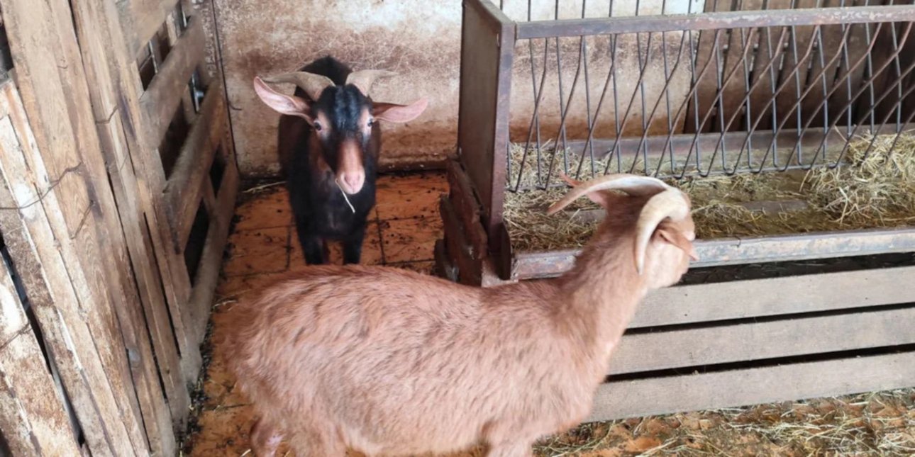 Architect and Property Developer Ran Secret Rooftop Farm With 61 Animals in Central Athens for Five Years