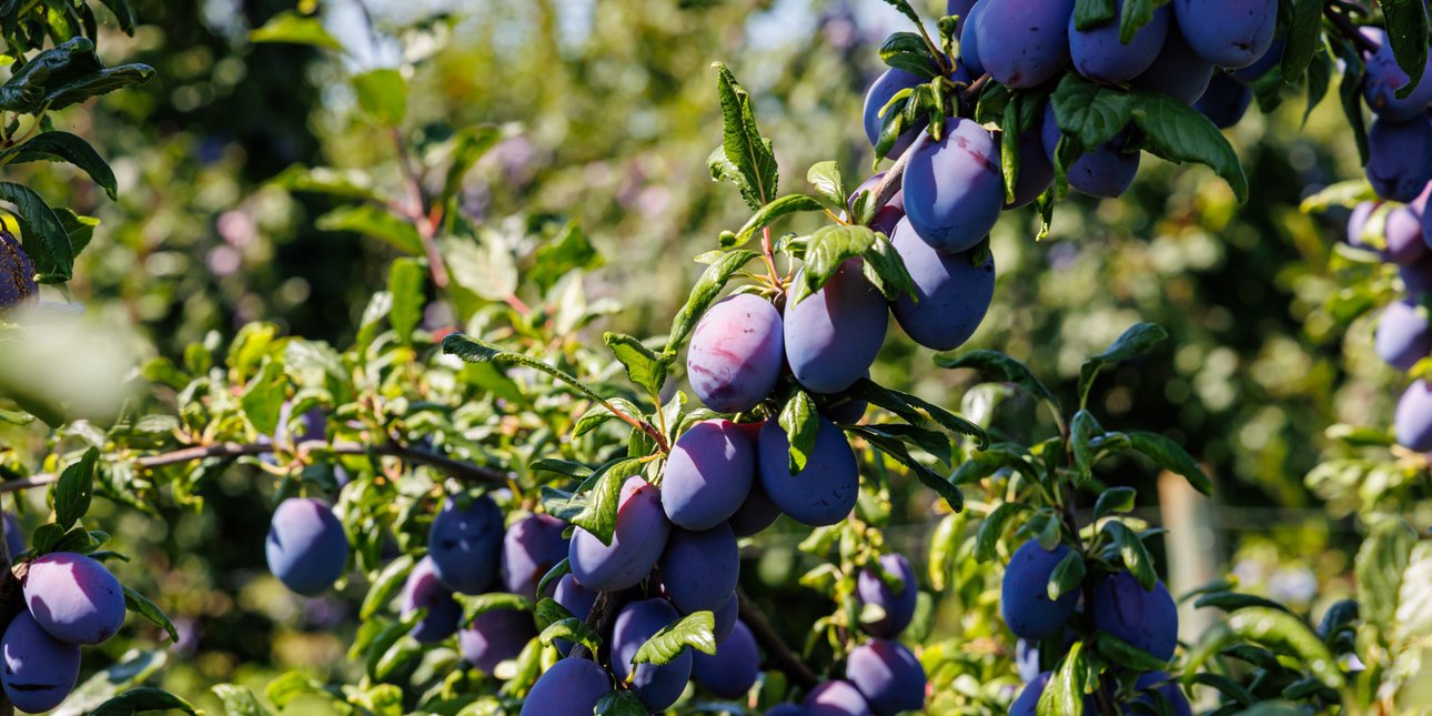 Το ιδανικό δέντρο για το σπίτι: Oι ρίζες του δεν σηκώνουν τα τσιμέντα, κάνει καρπούς και αντέχει