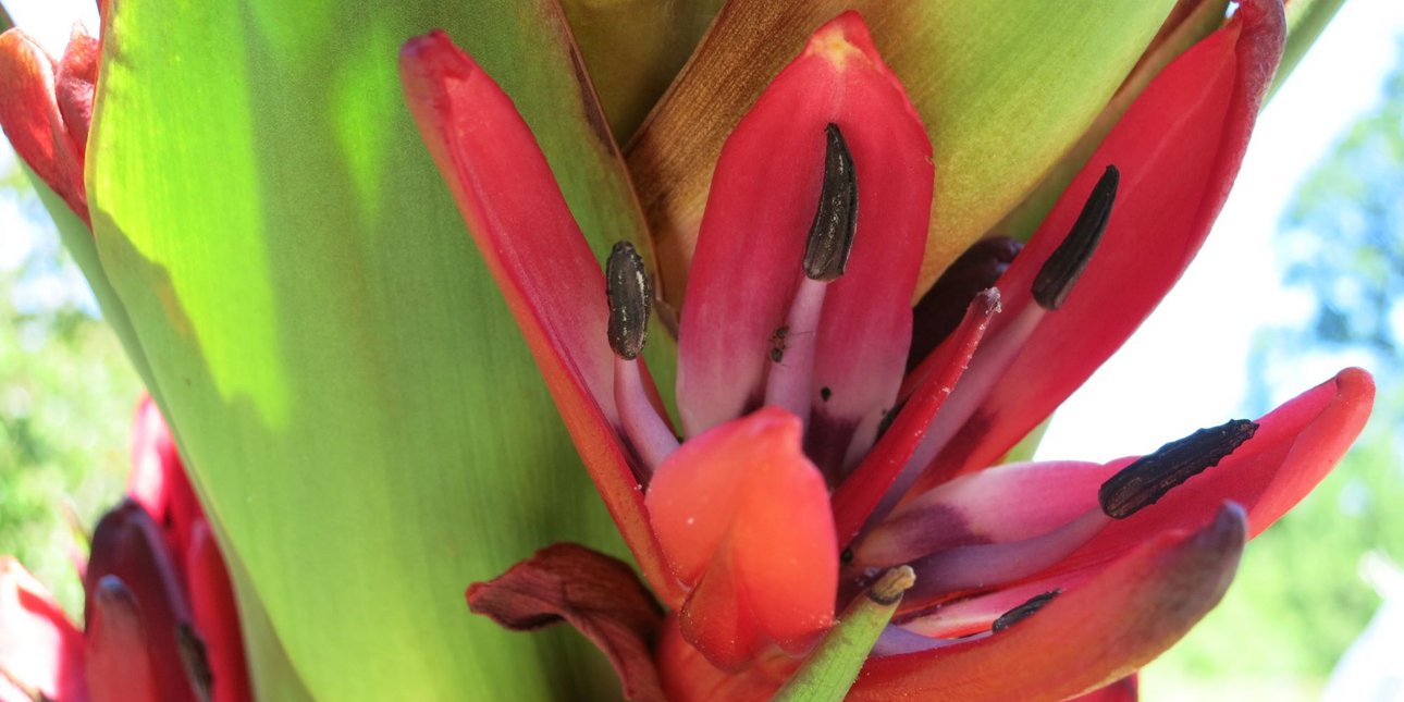 Ελβετία: Σπάνιο φυτό ανθίζει 43 χρόνια μετά τη φύτευσή του και «πεθαίνει» λίγο αργότερα