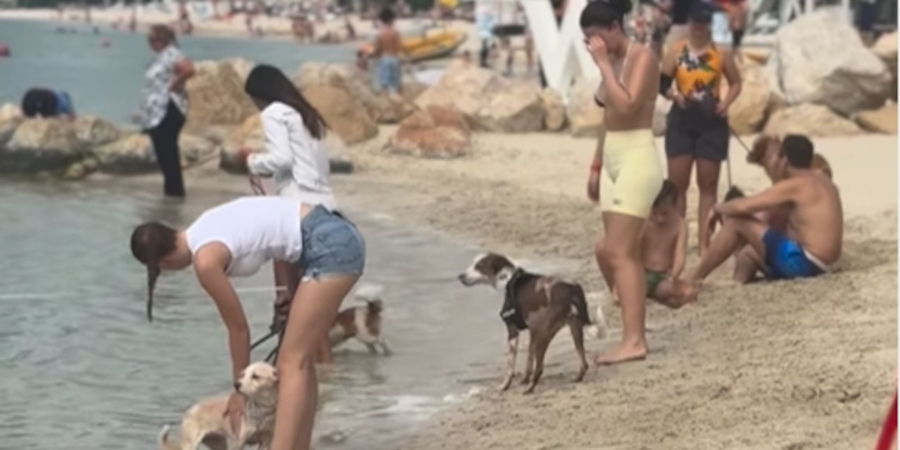 Το Ντουμπάι έκανε φεστιβάλ (πανάκριβων) σκύλων, σαν να μην συμβαίνει τίποτα  [βίντεο]