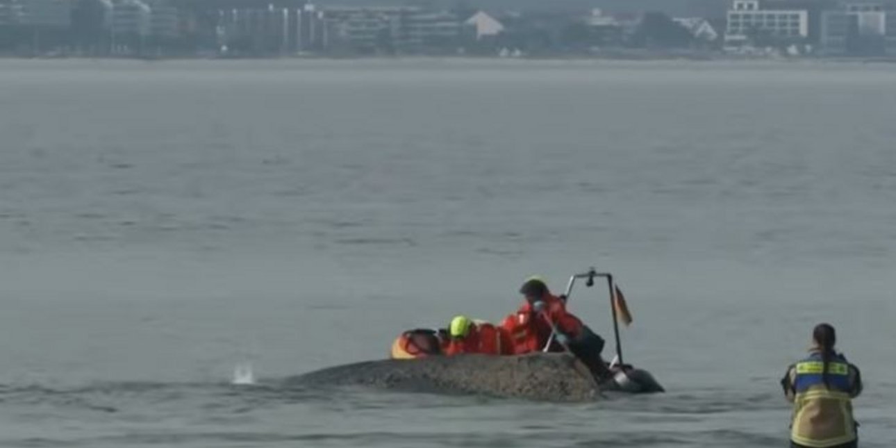 Αναπνέει βαριά: Πώς είναι η διαδικασία θανάτου για μια φάλαινα