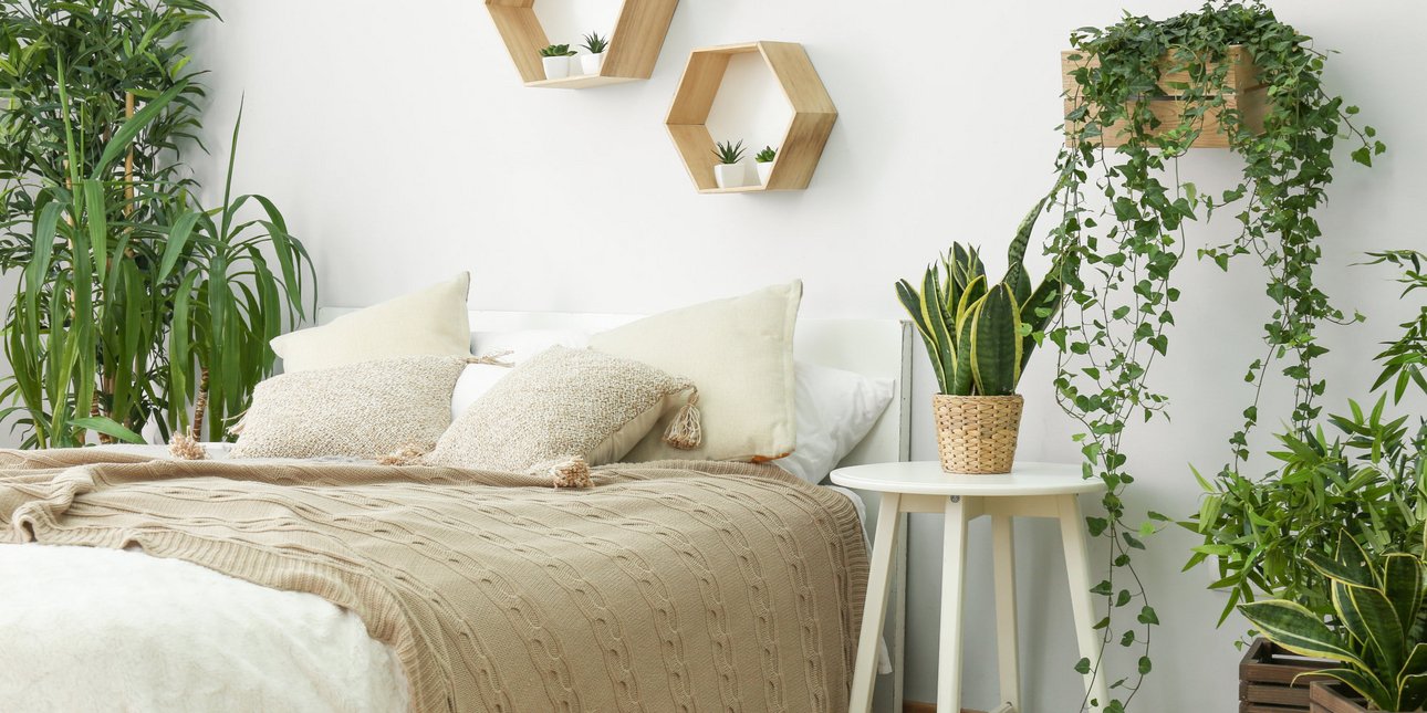 Τα 3 φυτά εσωτερικού χώρου που ζουν στο νερό και είναι ιδανικά για το υπνοδωμάτιο: Πώς να τα προσαρμόσετε για διακόσμηση