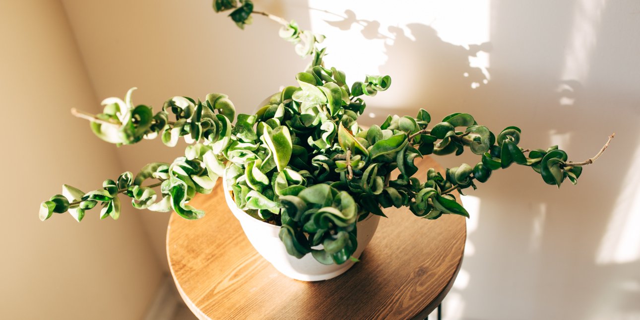 Ξεχάστε τον πόθο -Αυτό το κρεμαστό φυτό είναι πολύ πιο κομψό και μεγαλώνει πιο γρήγορα