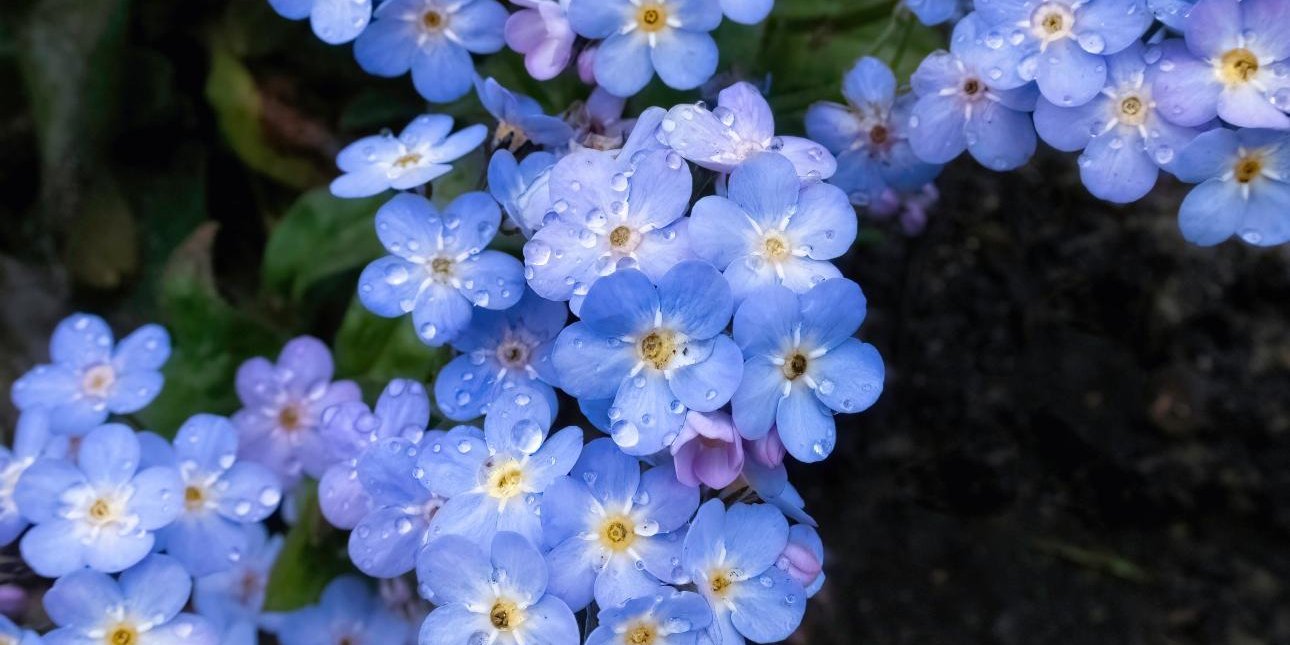 Γαλάζια φυτά στον κήπο: Πώς να πετύχετε μια ανοιξιάτικη αίσθηση φρεσκάδας και αρμονίας