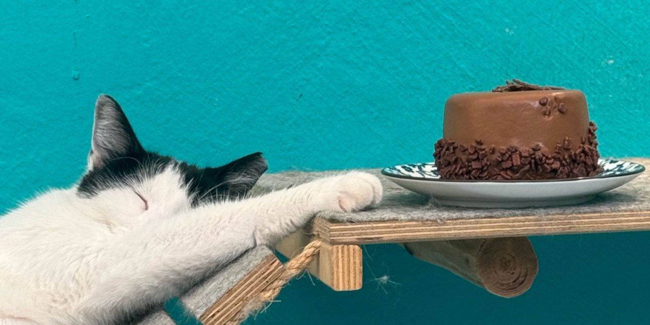 Πήγαμε στο Cat Cafe Athens: Το ιδανικό μέρος για γατόφιλους -Διώχνει το στρες, σερβίρει φανταστικά γλυκά