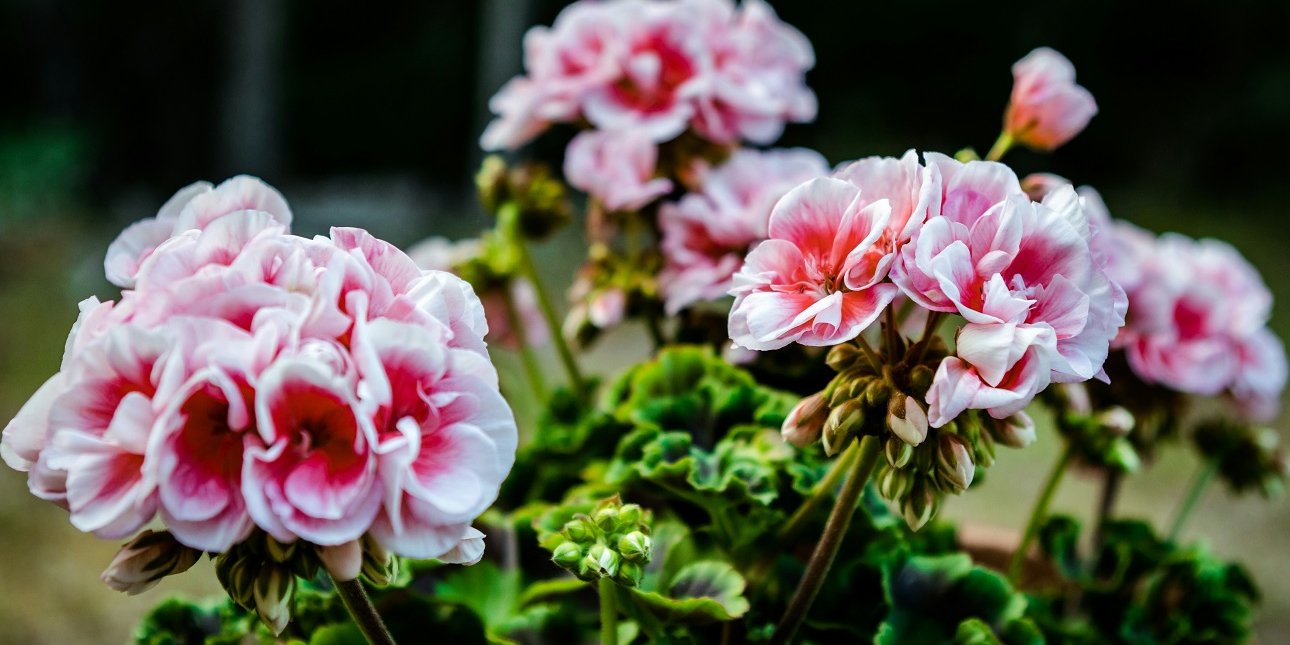 Κηπουρική: Τι να κάνετε στα γεράνια τον Απρίλιο για να ανθίζουν ασταμάτητα