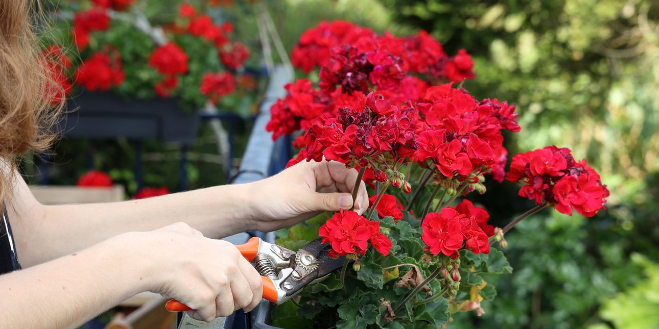 «Αντίο» στα γεράνια -Το φυτό με τα πλούσια λουλούδια που θα γεμίσει το μπαλκόνι σας με χρώμα