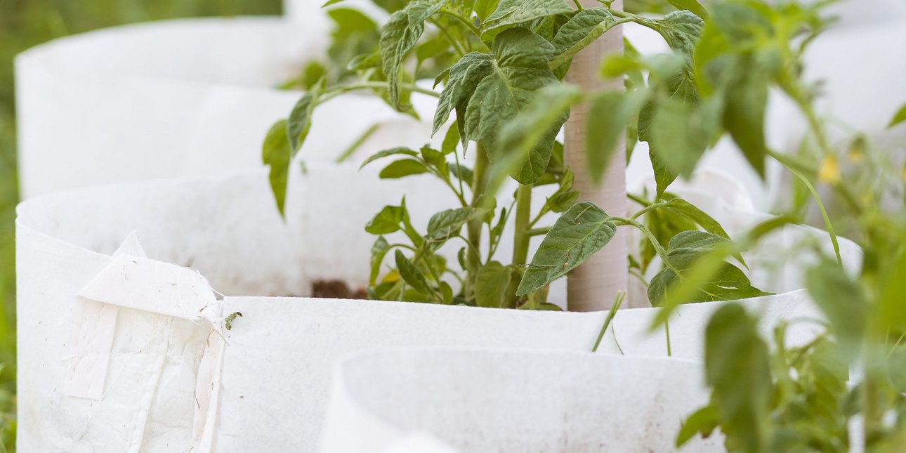 Αντί για κεραμικές γλάστρες: Η καινοτόμος τάση βοηθά στην υγιή ανάπτυξη των φυτών