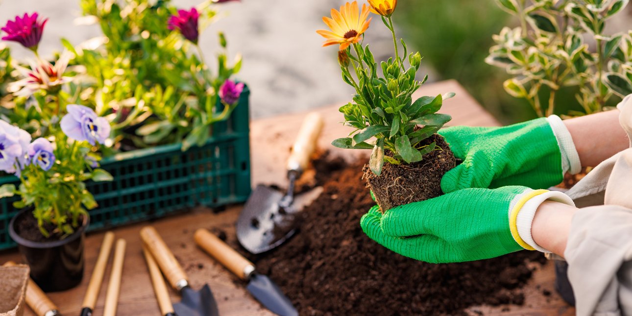 Ο απλός τρόπος να αναζωογονήσετε το χώμα στις γλάστρες πριν το καλοκαίρι - Για να το επαναχρησιμοποιείτε για χρόνια