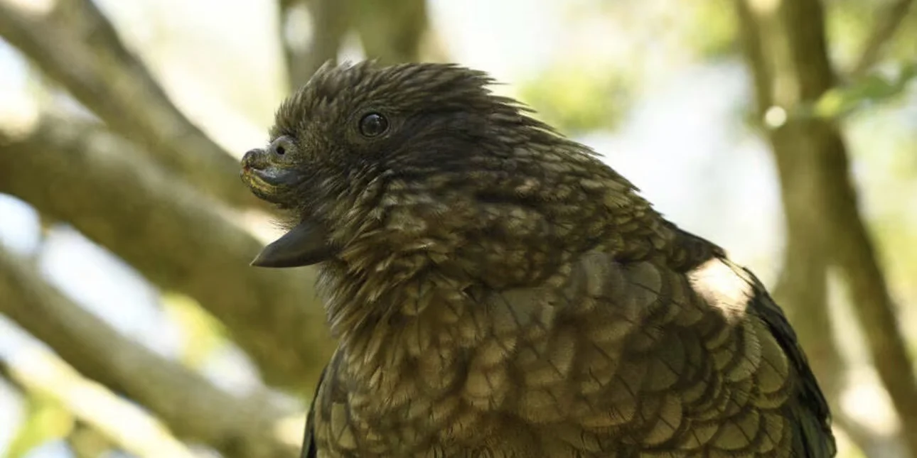 Η Goldman Sachs προειδοποιεί: Το μέλλον της ΑΙ δεν είναι τα Chatbots, αλλά κάτι πολύ πιο ισχυρό