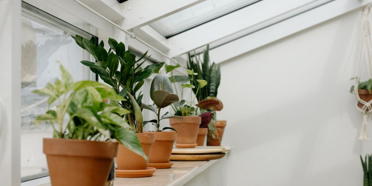 Με μία κουταλιά: Πώς ένα απλό υλικό της κουζίνας δυναμώνει τα φυτά σας