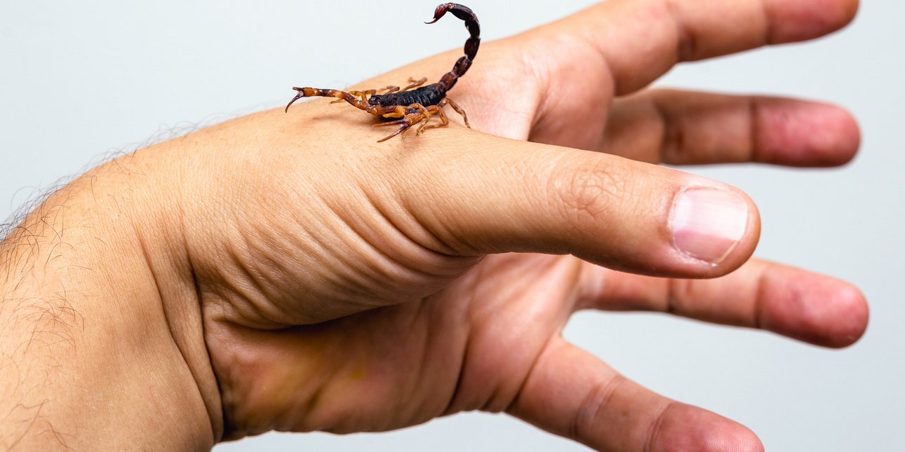 Ποιο είναι το πιο επώδυνο τσίμπημα ζώου στον κόσμο; Οι επιστήμονες απαντούν - Από μυρμήγκια μέχρι μέδουσες