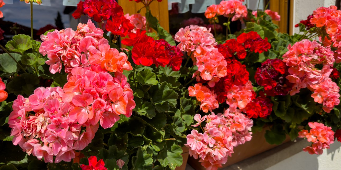 Φυτέψτε μία φορά και απολαύστε για πάντα: τα τρία φυτά που λατρεύουν τον ήλιο και δίνουν υπέροχο χρώμα στον κήπο