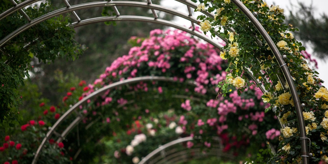 Νόμιζε ότι παρήγγειλε μια μεταλλική αψίδα για τον κήπο του από το Temu αλλά αυτό που πήρε δεν ήταν αυτό που περίμενε [βίντεο]