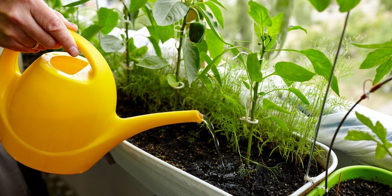 Να ποτίζετε τα φυτά το βράδυ; Πότε τα ωφελεί και πότε τα βλάπτει