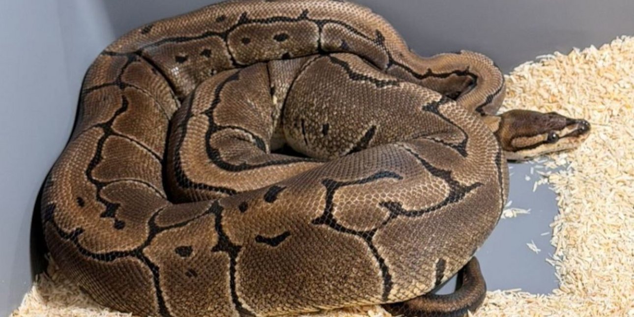 Σοκ στην Πολωνία: Εντοπίστηκαν 148 πύθωνες σε διαμέρισμα