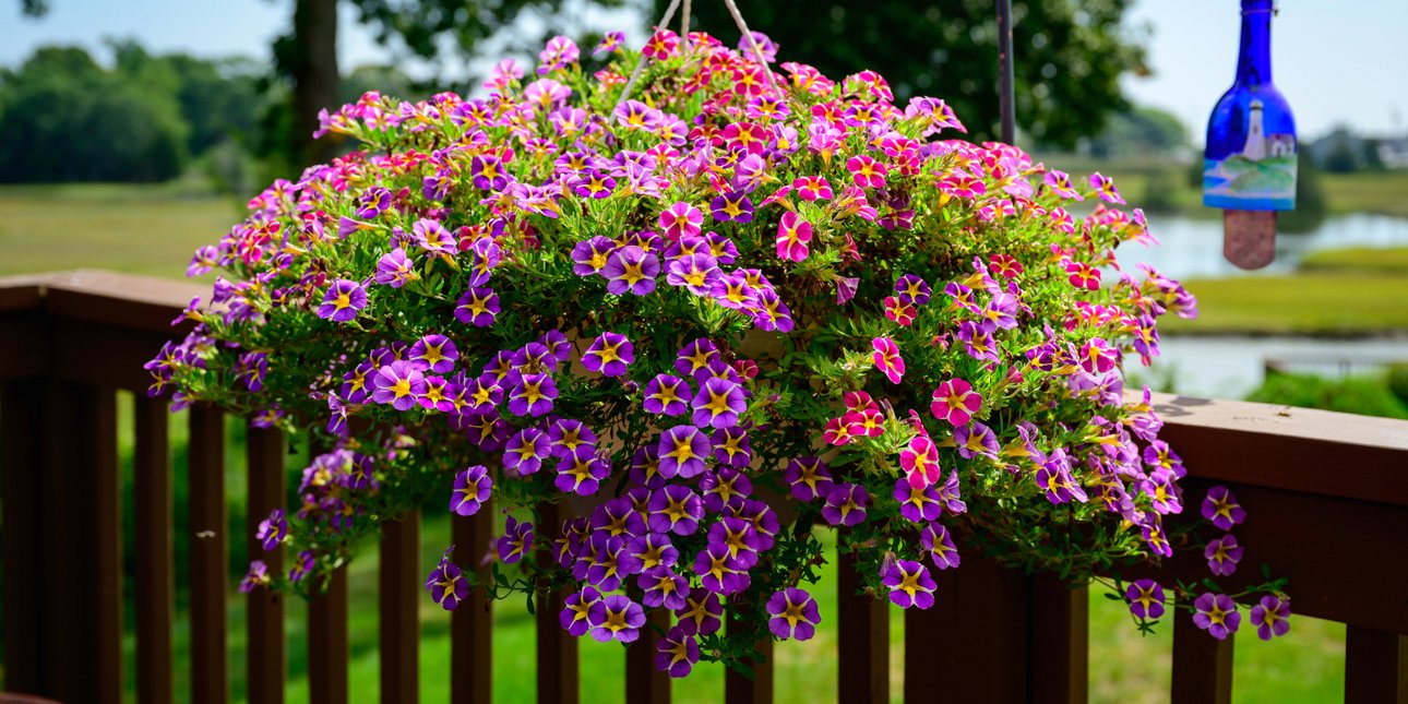 Αυτά τα 3 λουλούδια για μπαλκόνι αντέχουν στον ήλιο, τον αέρα και διατηρούν τον χώρο όμορφο για πολύ περισσότερο χρόνο