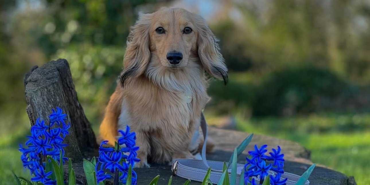 Ενας σκύλος θα πληρώσει έναν ολόκληρο γάμο -Το απίστευτο ποσό που έβγαλε σε ένα μήνα από τα σόσιαλ