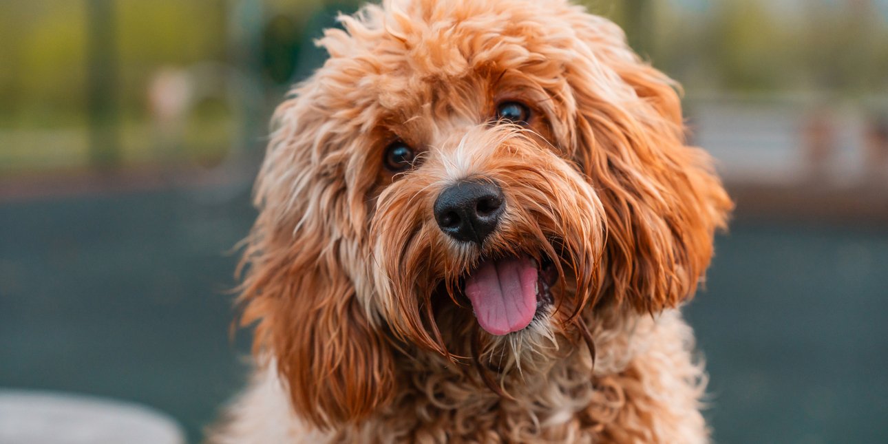 Εκστρατεία ενημέρωσης για την ασφάλεια των κτηνιατρικών φαρμάκων -Τα ανεπιθύμητα συμβάντα, πού εστιάζει