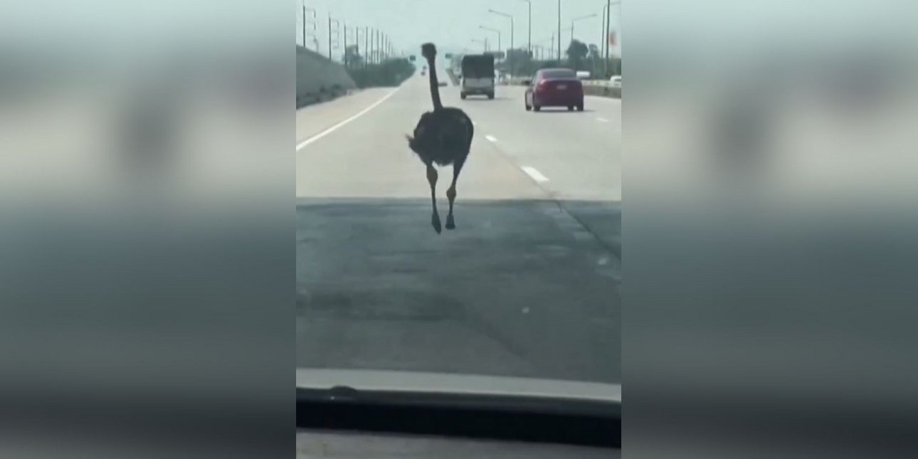 Μια στρουθοκάμηλος τρέχει σε αυτοκινητόδρομο στην Ταϊλάνδη και προκαλεί έκπληξη στους οδηγούς [βίντεο]