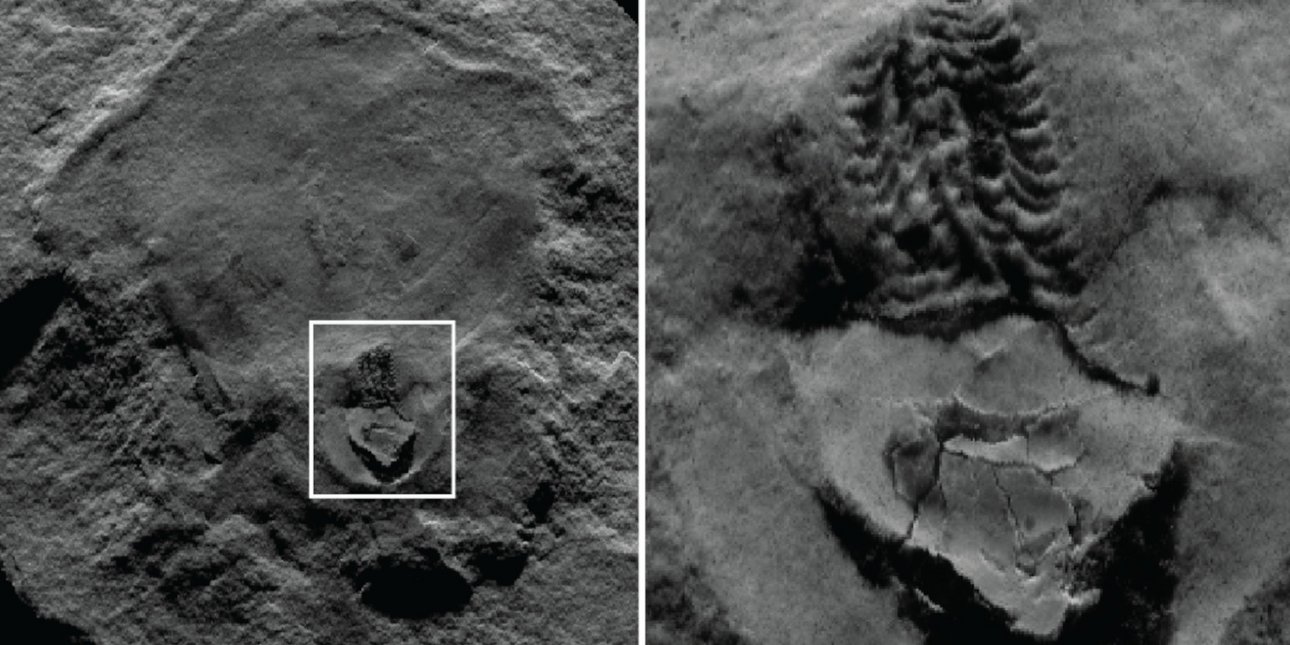 Το αρχαιότερο γνωστό «χταπόδι» στον κόσμο αποδεικνύεται ότι είναι ένα εντελώς διαφορετικό ζώο