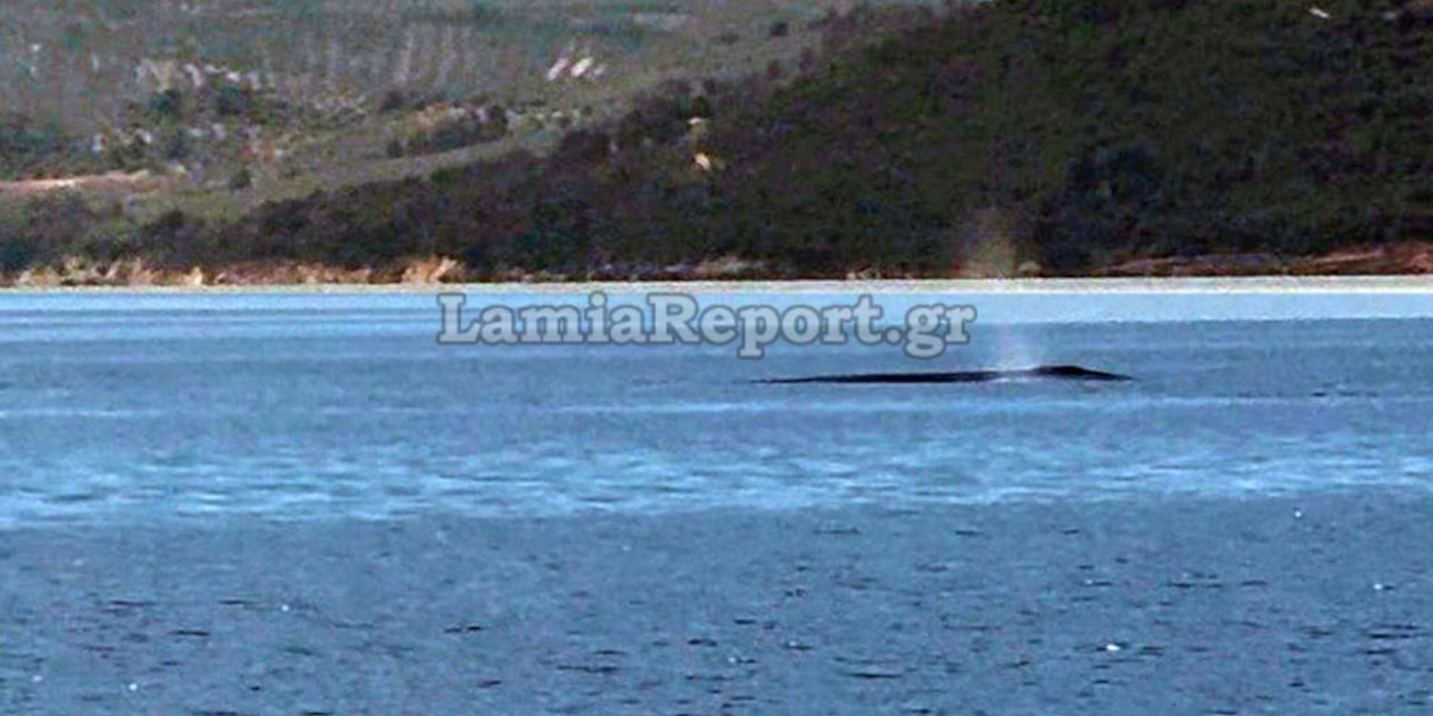 Φάλαινα εμφανίστηκε στον Βόρειο Ευβοϊκό