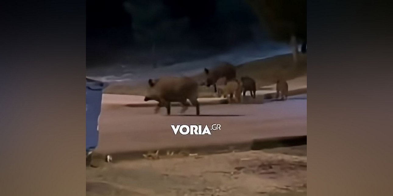 Η... βόλτα αγριογούρουνων στο Πανόραμα Θεσσαλονίκης