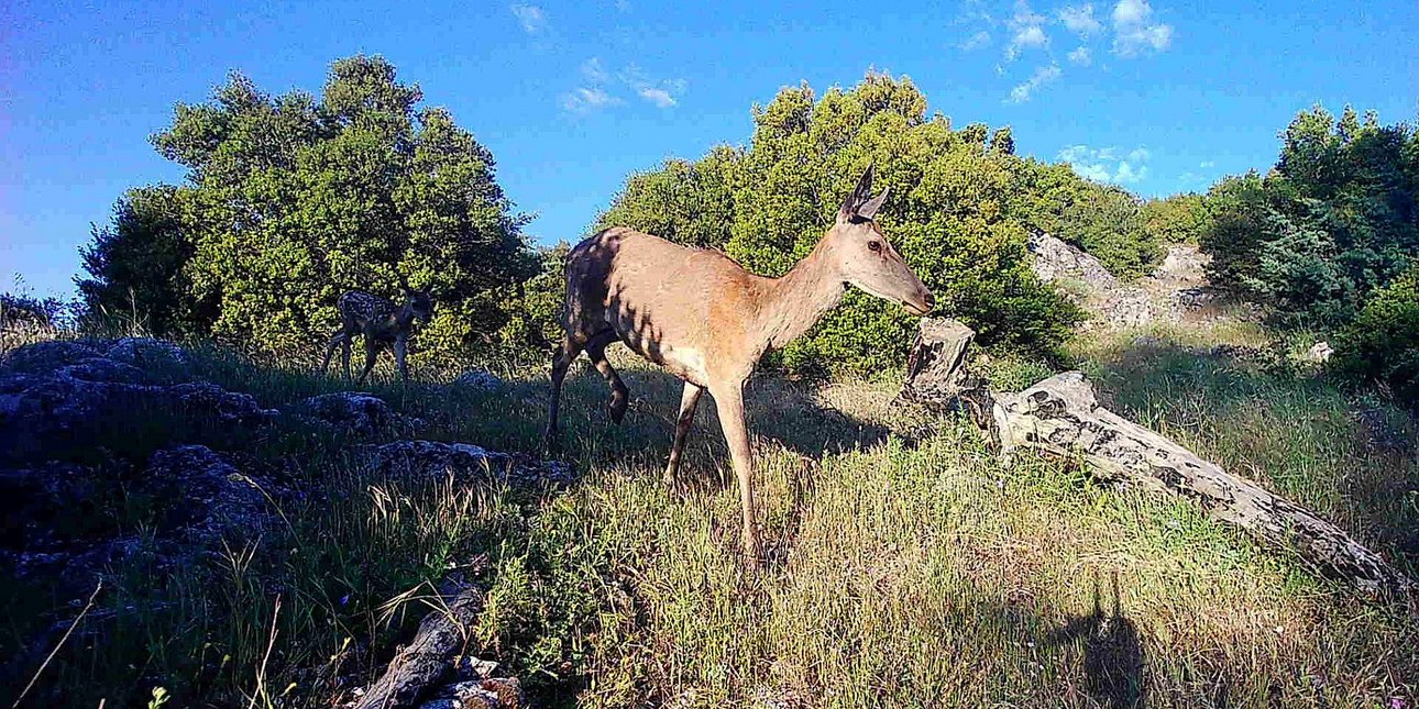 Τι λέει δασολόγος στο iefimerida για τη μείωση των κόκκινων 