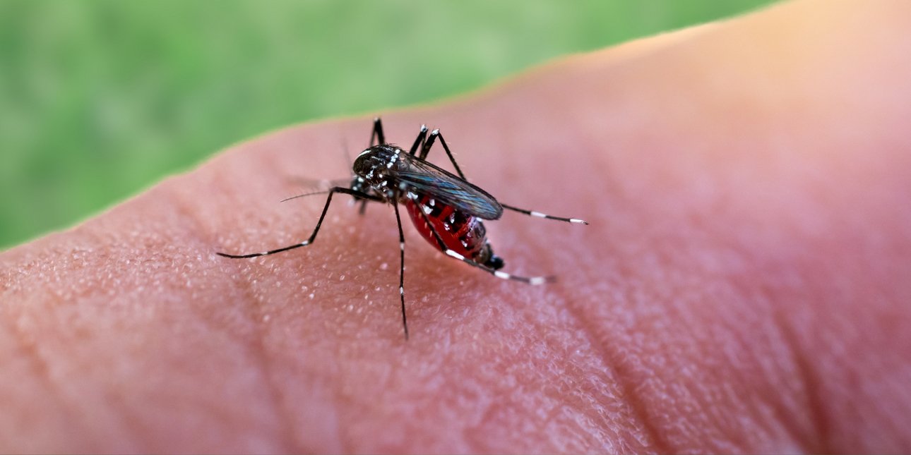 Greece Faces Worst West Nile Virus Season in Years, Health Officials Warn