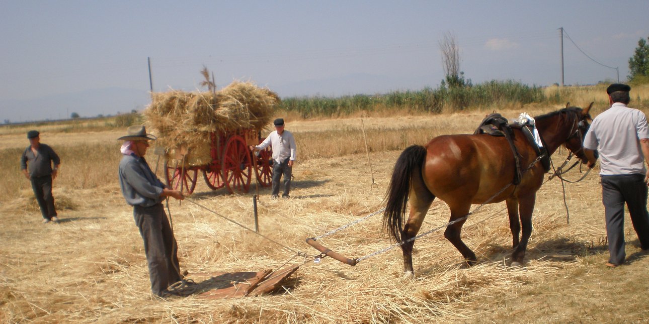 Όταν οι άνθρωποι στον Θεσσαλικό κάμπο όργωναν με τα χέρια -Κόφτες, δεματοποιοί, κουβαλητές