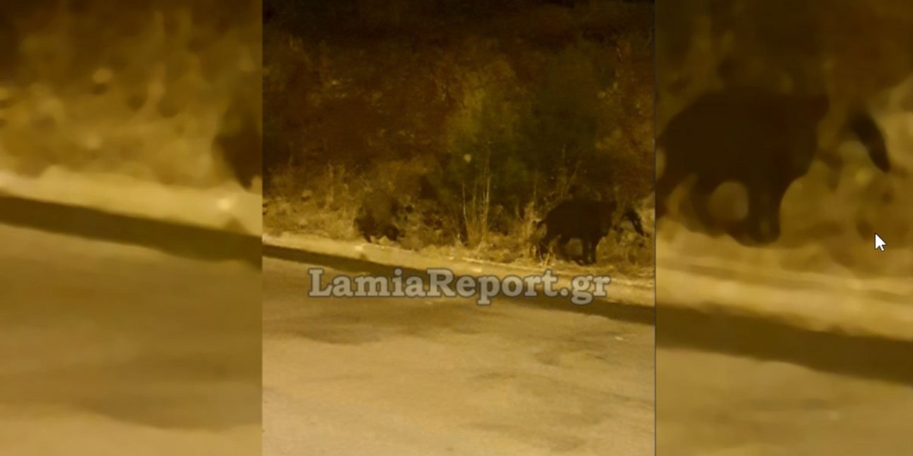 Λαμία: Αγριογούρουνα κάνουν... βόλτα αμέριμνα έξω από τα σπίτια