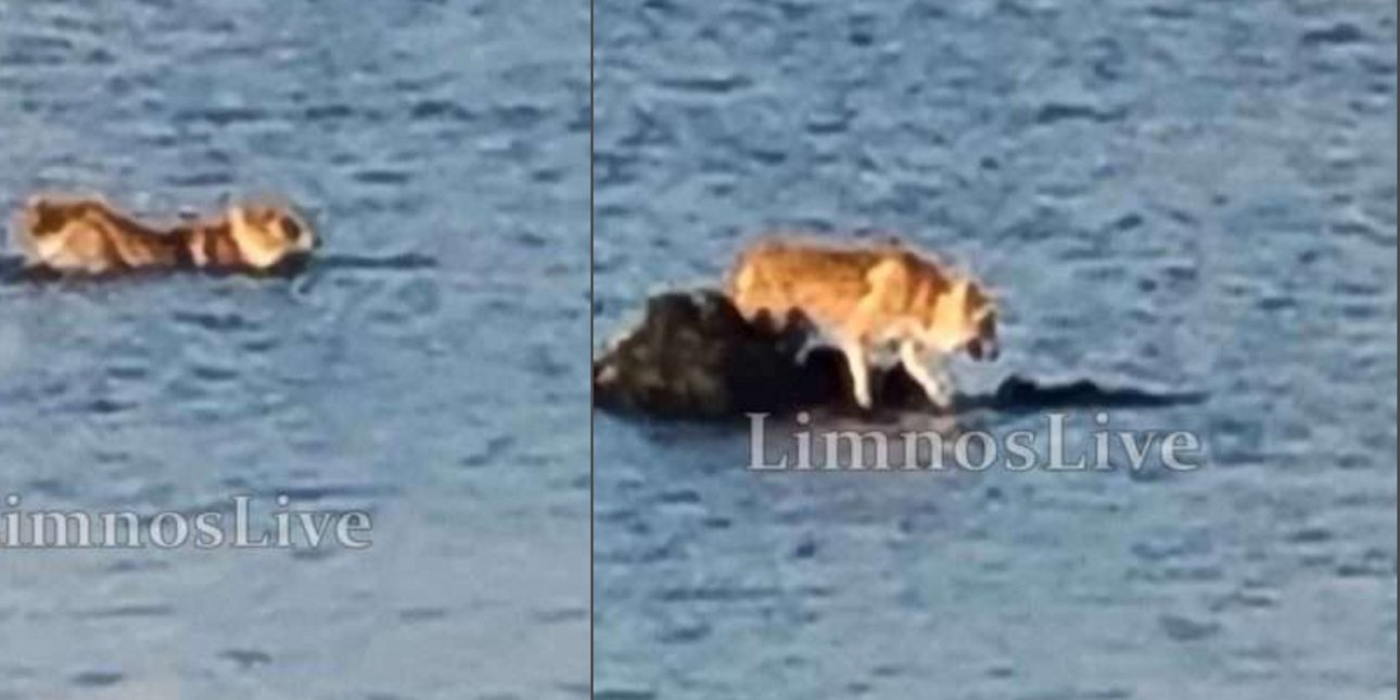 Σκύλος βγήκε για κολύμπι σε παραλία της Λήμνου και εγκλωβίστηκε σε ξέρα -Πήγε να τον «σώσει» το Λιμενικό