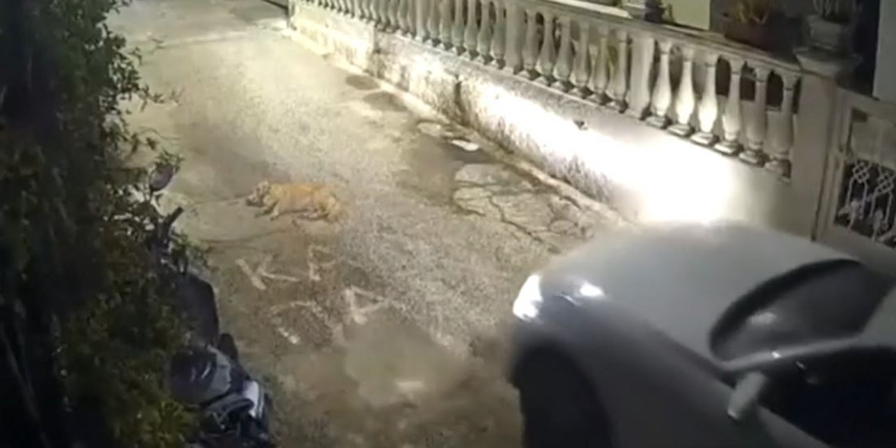 Αυτοκίνητο κινείται προς σκύλο