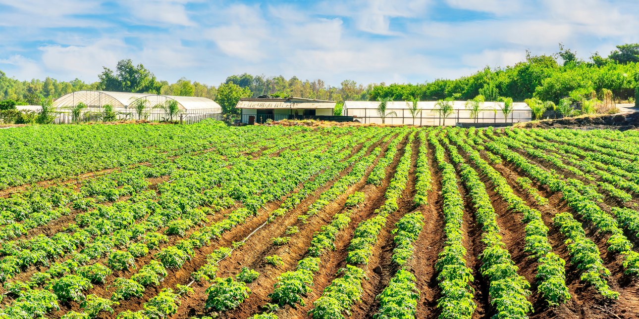 «Attica Open Farm Days 2026»: Τα αγροκτήματα της Αττικής ανοίγουν για 9 μέρες -Ξεναγήσεις, γευσιγνωσίες και δράσεις