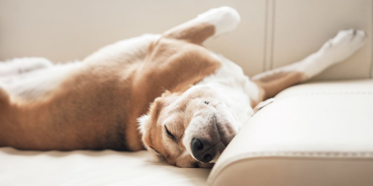 Επτά ράτσες σκύλων που προτιμούν τον καναπέ, για...«τεμπέληδες» ιδιοκτήτες