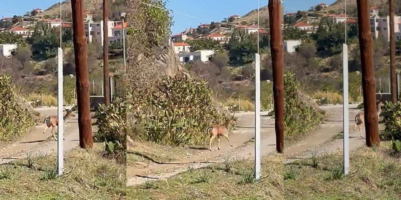 Εικόνα που «σφίγγει» το στομάχι στη Λήμνο - Ελάφι με κομμένο πόδι προσπαθεί να επιβιώσει [βίντεο]