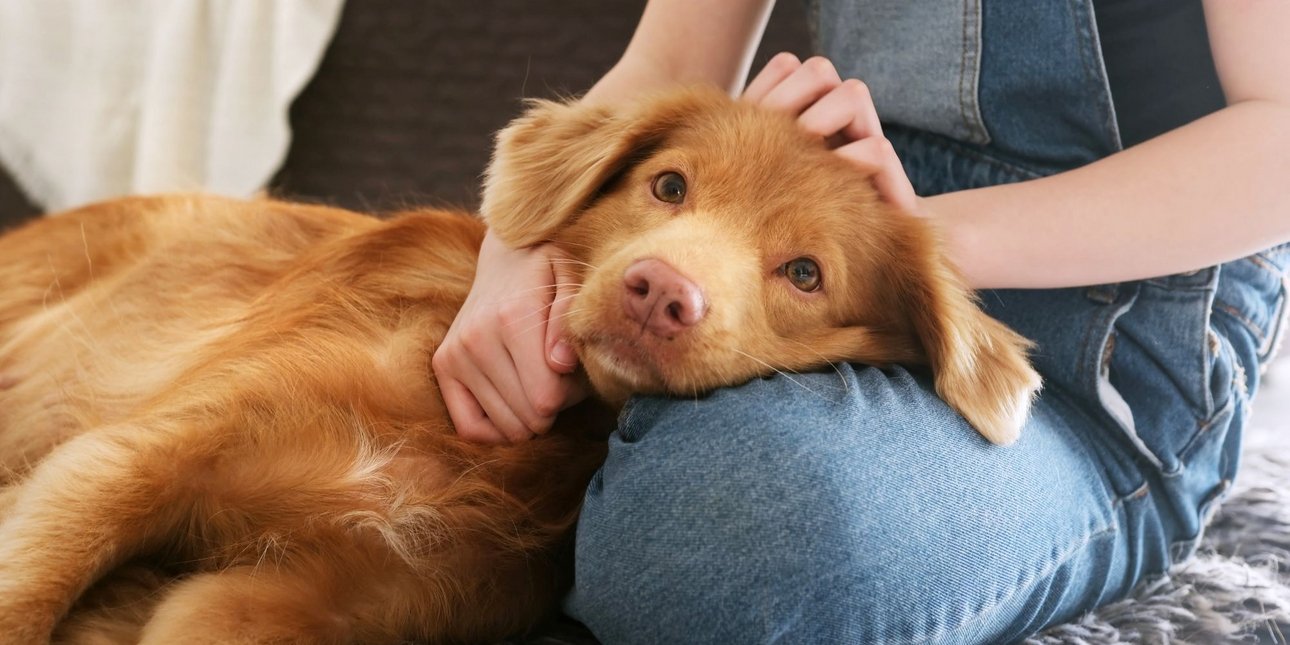 Επτά σημάδια ότι ο σκύλος σας νιώθει ασφαλής μαζί σας, σύμφωνα με εκπαιδευτή κατοικίδιων