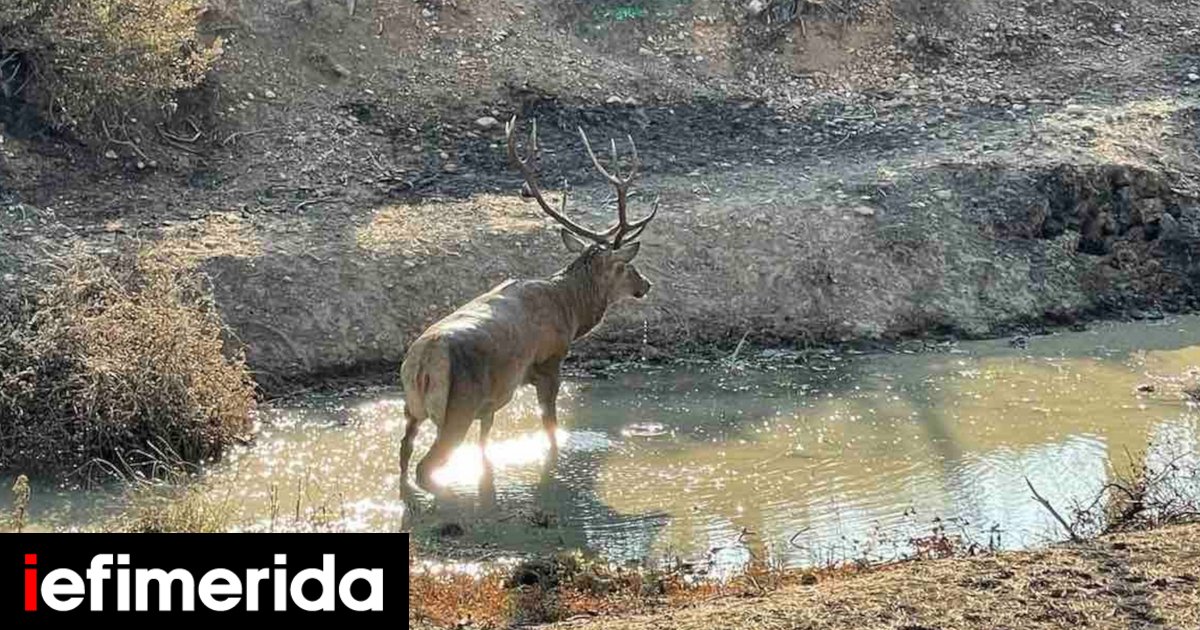 Ελάφι παίζει σε λακκούβα με νερό στα καμένα της Βαρυμπόμπης [βίντεο] | GREEN