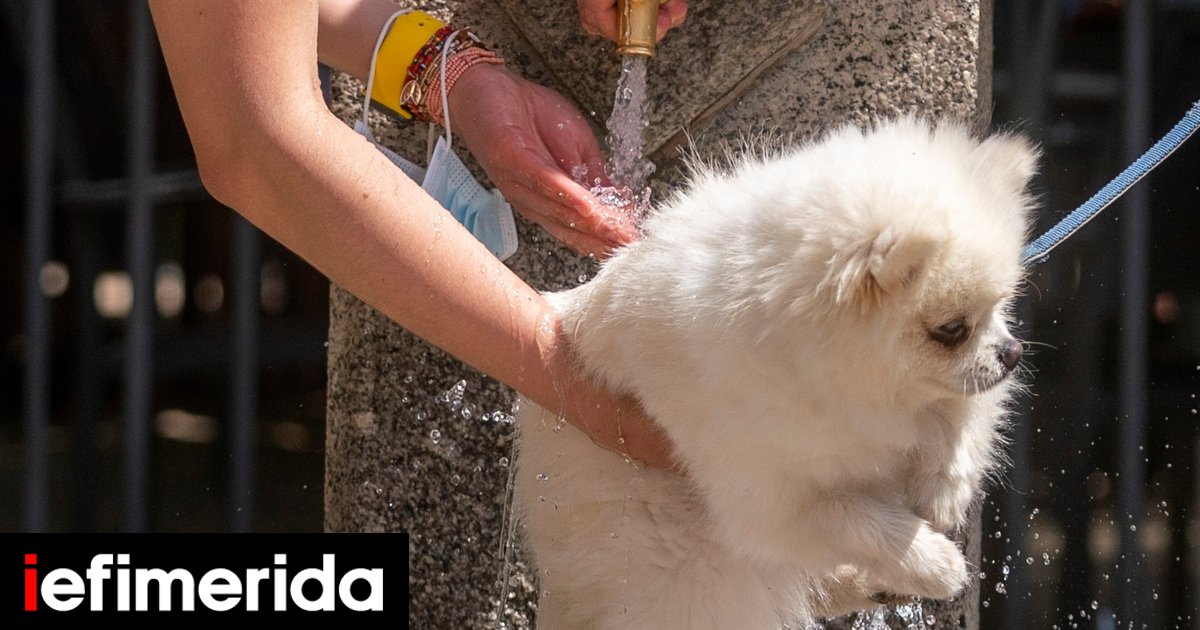 Η κλιματική κρίση είναι εδώ: Κύμα καύσωνα και πυρκαγιές σε Ισπανία-Πορτογαλία, έπεται η Γαλλία | ΕΛΛΑΔΑ