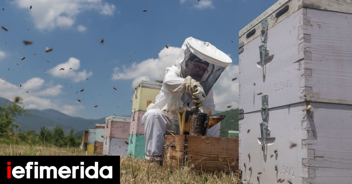 Χάνουμε έως 10.000 τόνους πευκόμελο το χρόνο λόγω πυρκαγιών -Οι κινήσεις των μελισσοκόμων στην Εύβοια | ΕΛΛΑΔΑ