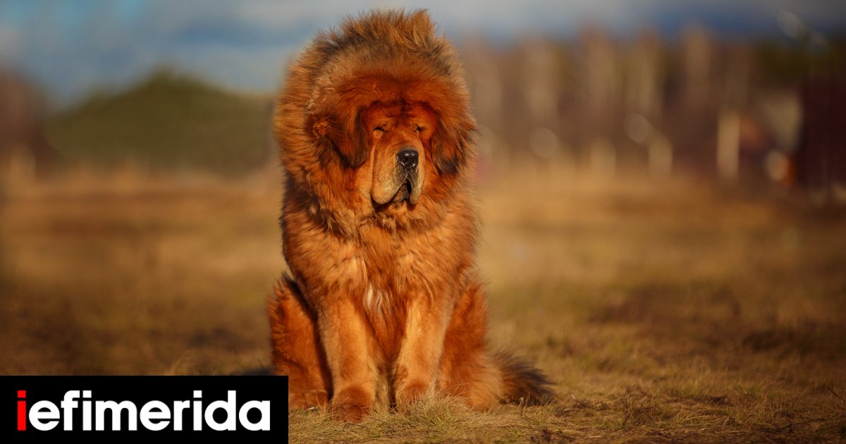 Κατοικίδια από χρυσάφι: Ενας σκύλος αξίας 1,3 εκατ. και δύο «χρυσά» πρόβατα με τιμή 400.000 ευρώ [βίντεο] | ΖΩΗ