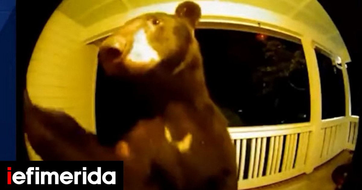 Νότια Καρολίνα: «Ευγενική» αρκούδα έφτασε έξω από την πόρτα σπιτιού και χτύπησε το κουδούνι [βίντεο]