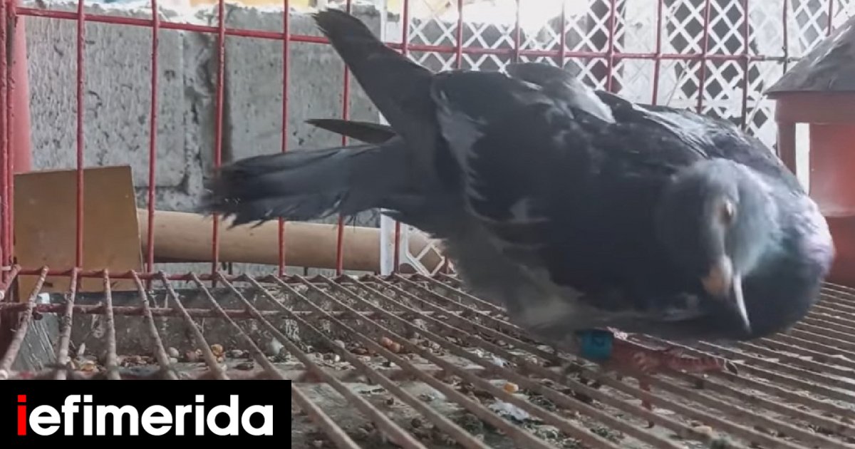 Britain: Virus turns pigeons into “zombies” – deadly disease, nightmare symptoms [βίντεο]